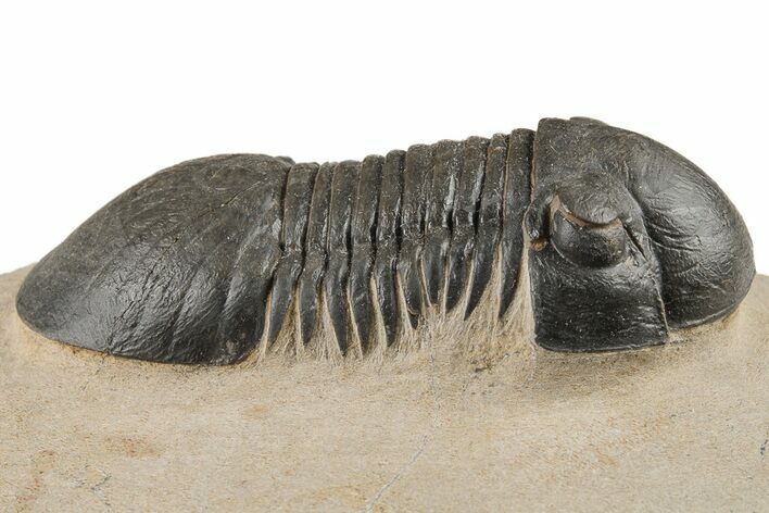 Detailed Paralejurus Trilobite - Atchana, Morocco #204244